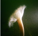 anemone