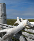 antlers