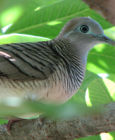 dove