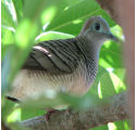 dove