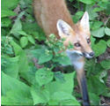 fox