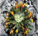 dwarf hawksbeard