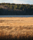 marsh