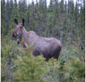 moose